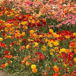 Meet your Posher, Isaiah